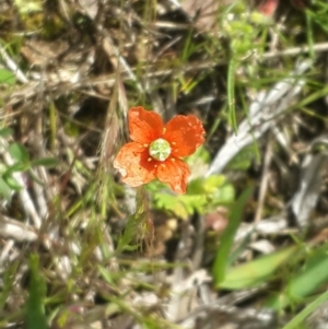 Papaver aculeatum at Queanbeyan West, NSW - 5 Oct 2016 12:53 PM