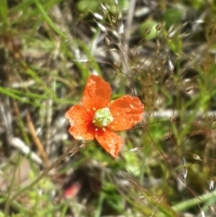 Papaver aculeatum at Queanbeyan West, NSW - 5 Oct 2016 12:53 PM