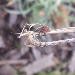 Gonipterus sp. (genus) at Queanbeyan West, NSW - 5 Oct 2016