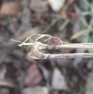 Gonipterus sp. (genus) at Queanbeyan West, NSW - 5 Oct 2016 12:48 PM