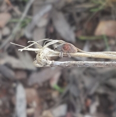 Gonipterus sp. (genus) at Queanbeyan West, NSW - 5 Oct 2016 12:48 PM