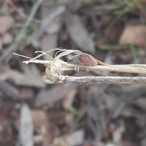 Gonipterus sp. (genus) at Queanbeyan West, NSW - 5 Oct 2016