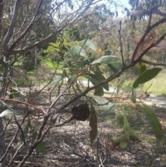 Acacia pycnantha (Golden Wattle) at Queanbeyan West, NSW - 5 Oct 2016 by Speedsta
