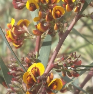 Daviesia mimosoides at Queanbeyan West, NSW - 5 Oct 2016