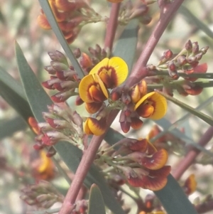 Daviesia mimosoides at Queanbeyan West, NSW - 5 Oct 2016