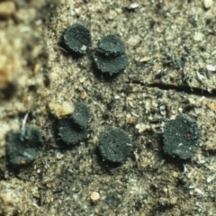 Rhizodiscina lignyota at Macquarie, ACT - 24 Jul 2016