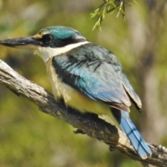 Todiramphus sanctus (Sacred Kingfisher) at Coree, ACT - 4 Oct 2016 by JohnBundock