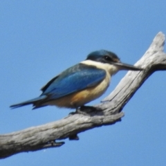 Todiramphus sanctus (Sacred Kingfisher) at Uriarra Recreation Reserve - 5 Oct 2016 by JohnBundock