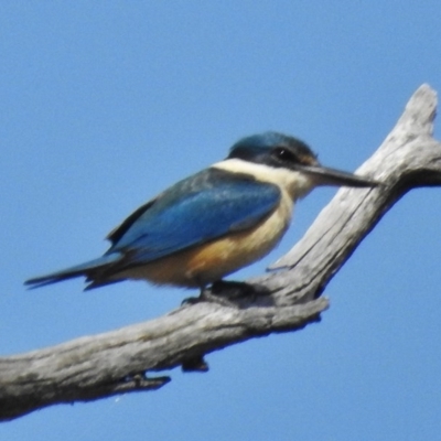 Todiramphus sanctus (Sacred Kingfisher) at Uriarra Recreation Reserve - 5 Oct 2016 by JohnBundock