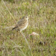 Anthus australis at Gungahlin, ACT - 5 Oct 2016 03:55 PM