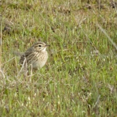 Anthus australis at Gungahlin, ACT - 5 Oct 2016 03:55 PM