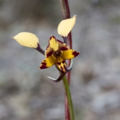 Diuris pardina (Leopard Doubletail) at Sutton, NSW - 5 Oct 2016 by CedricBear