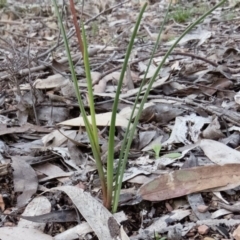 Diuris pardina at Sutton, NSW - 5 Oct 2016