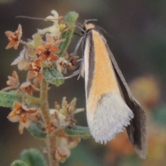 Philobota undescribed species near arabella (A concealer moth) at Tennent, ACT - 20 Oct 2015 by michaelb