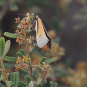 Philobota undescribed species near arabella at Tennent, ACT - 20 Oct 2015