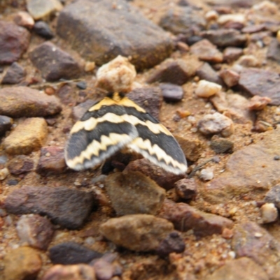 Termessa shepherdi (Shepherd's Footman) at Acton, ACT - 6 Oct 2016 by Ryl