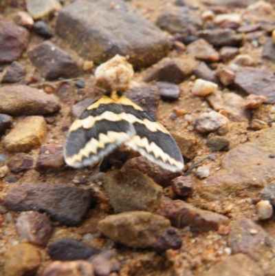 Termessa shepherdi (Shepherd's Footman) at Black Mountain - 5 Oct 2016 by Ryl