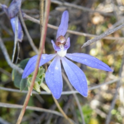 Cyanicula caerulea (Blue Fingers, Blue Fairies) at Acton, ACT - 5 Oct 2016 by Ryl