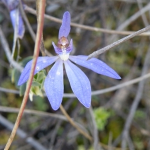 Cyanicula caerulea at Point 5832 - suppressed