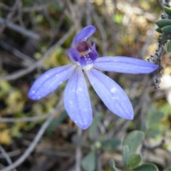 Cyanicula caerulea at Point 5832 - suppressed