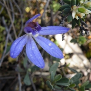 Cyanicula caerulea at Point 5832 - suppressed