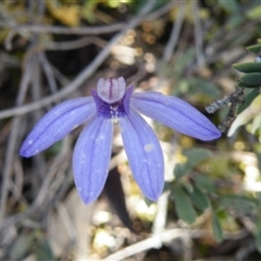 Cyanicula caerulea at Point 5832 - suppressed