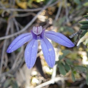 Cyanicula caerulea at Undefined Area - suppressed