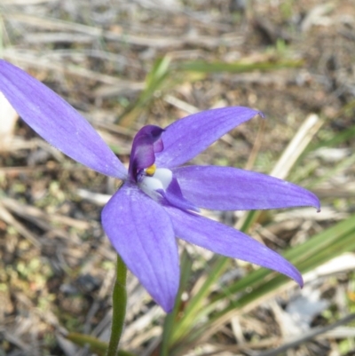 Glossodia major (Wax Lip Orchid) at Point 5832 - 6 Oct 2016 by Ryl