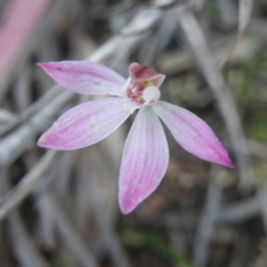 Caladenia fuscata (Dusky Fingers) at Acton, ACT - 5 Oct 2016 by Ryl