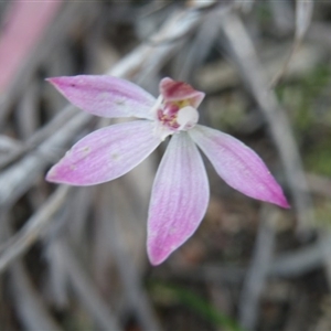 Caladenia fuscata at Point 5832 - suppressed