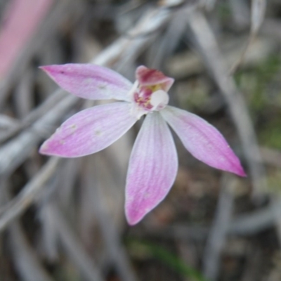 Caladenia fuscata (Dusky Fingers) at Acton, ACT - 5 Oct 2016 by Ryl