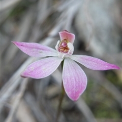 Caladenia fuscata at Point 5832 - suppressed