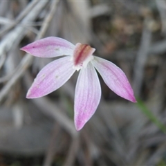 Caladenia fuscata at Point 5832 - suppressed