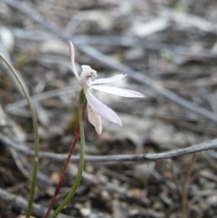 Caladenia fuscata (Dusky Fingers) at Black Mountain - 5 Oct 2016 by Ryl