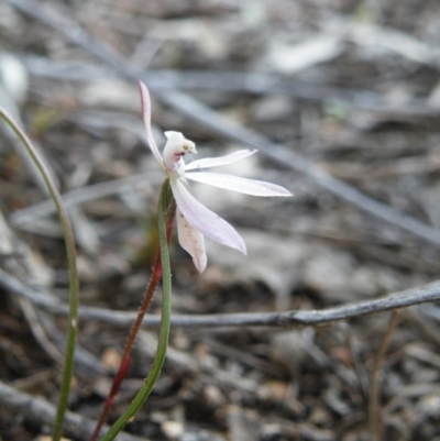 Caladenia fuscata (Dusky Fingers) at Black Mountain - 5 Oct 2016 by Ryl