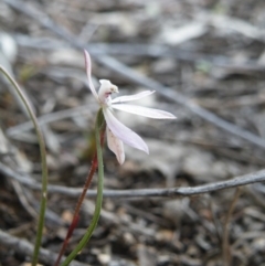 Caladenia fuscata (Dusky fingers) at Point 5832 - 5 Oct 2016 by Ryl