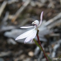 Caladenia fuscata at Undefined Area - suppressed