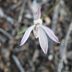 Caladenia fuscata at Undefined Area - suppressed