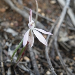 Caladenia fuscata at Undefined Area - suppressed