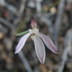 Caladenia fuscata at Undefined Area - suppressed