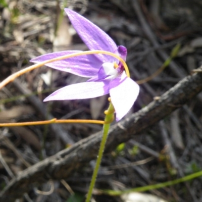 Glossodia major (Wax Lip Orchid) at Acton, ACT - 5 Oct 2016 by Ryl