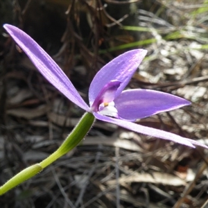 Glossodia major at Undefined Area - suppressed