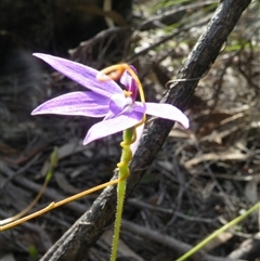 Glossodia major at Undefined Area - suppressed