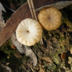 Lichenomphalia chromacea (Yellow Navel) at Black Mountain - 5 Oct 2016 by Ryl