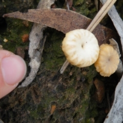 Lichenomphalia chromacea at Acton, ACT - 6 Oct 2016 12:00 AM