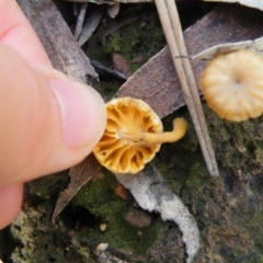 Lichenomphalia chromacea at Acton, ACT - 6 Oct 2016 12:00 AM