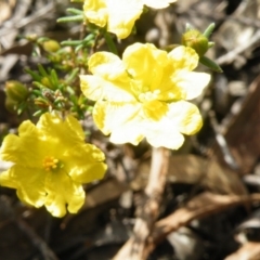 Hibbertia calycina (Lesser Guinea-flower) at Black Mountain - 5 Oct 2016 by Ryl