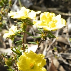 Hibbertia calycina at Point 5832 - 6 Oct 2016