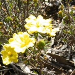 Hibbertia calycina at Undefined Area - 6 Oct 2016 12:00 AM