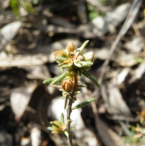 Hibbertia calycina at Point 5832 - 6 Oct 2016